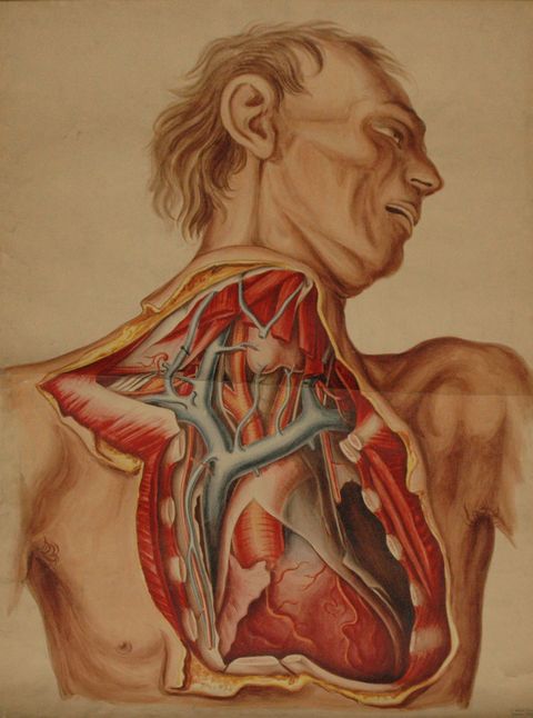 Watercolour. The neck and chest of a gaunt man have been dissected and the parts painted bright red, blue, or light pink. The man’s head turns to our right, his eye sockets in deep shadow and his high cheekbones pronounced. His skin is coloured with tones of peach and light brown.