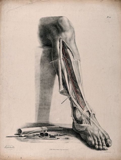 Illustration. A leg is shown from the knee down, as if bending down off a ledge. The skin is flayed from below the knee to the top of the foot, and is held open with pins. A scroll of paper, ink well, styli, and a knife are gathered on a wood surface on which the foot rests.