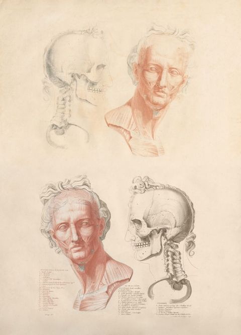 Illustration. Two heads are each shown twice, once with the musculature shown and once with the bone structure. Above, a profile view of a skull and neck vertebrae is next to the flayed bust, which is printed in red. There, the man’s shoulders square to our right in profile, and his face turns to us. Below the man turns the opposite way, and the red musculature and skeletal views are swapped.