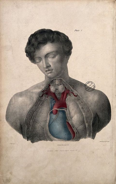 Illustration. The throat and chest of a man have been dissected and some parts coloured blue or red. The clean shaven man has a cloud of dark curls, delicate features, and his eyes are closed. A label near his head reads “Plate 1”, and more text is below.