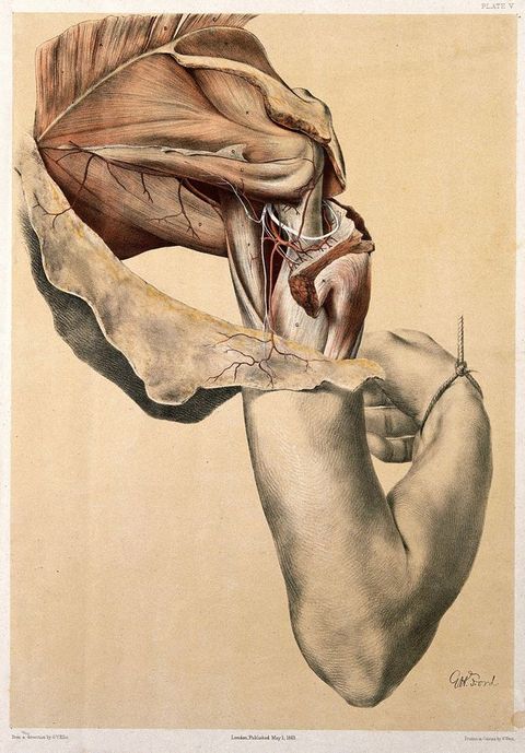 Illustration. The skin is peeled from a shoulder over an intact arm against a blank background. The muscles, bones, and vessels of the shoulder are revealed over skin that droops like a shawl wrapped around one’s upper arms. The elbow is near the lower right corner, and the hand moves away from us, its wrist tied.