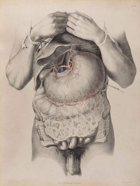 Illustration. A man’s torso from nipples to intestines has been cut open. The wrists are tied up so the hands rest on the upper chest. The penis and testicles are tucked between the upper legs below.