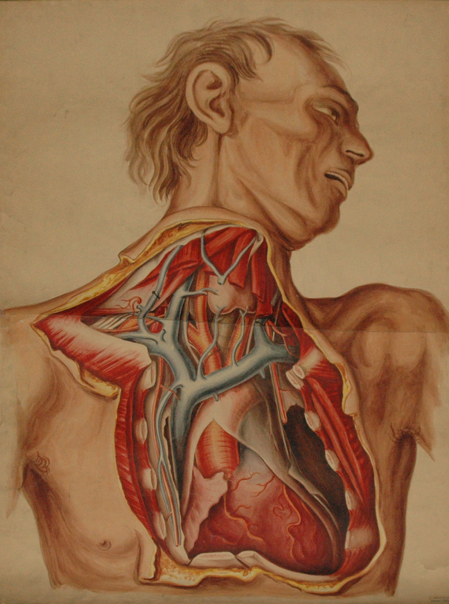 Watercolour. The neck and chest of a gaunt man have been dissected and the parts painted bright red, blue, or light pink. The man’s head turns to our right, his eye sockets in deep shadow and his high cheekbones pronounced. His skin is coloured with tones of peach and light brown.