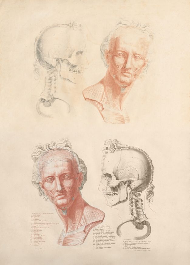 Illustration. Two heads are each shown twice, once with the musculature shown and once with the bone structure. Above, a profile view of a skull and neck vertebrae is next to the flayed bust, which is printed in red. There, the man’s shoulders square to our right in profile, and his face turns to us. Below the man turns the opposite way, and the red musculature and skeletal views are swapped.